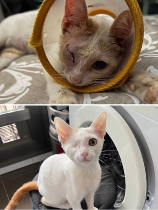 Illustration de l'article : 15 photos de chats méconnaissables après leur sauvetage qui réchaufferont le cœur de tous les amoureux des félins