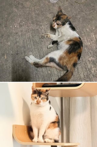 Illustration de l'article : 15 photos de chats méconnaissables après leur sauvetage qui réchaufferont le cœur de tous les amoureux des félins