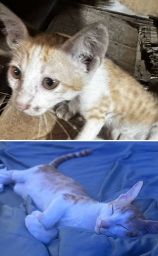 Illustration de l'article : 15 photos de chats méconnaissables après leur sauvetage qui réchaufferont le cœur de tous les amoureux des félins