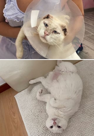 Illustration de l'article : 15 photos de chats méconnaissables après leur sauvetage qui réchaufferont le cœur de tous les amoureux des félins
