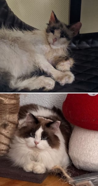 Illustration de l'article : 15 photos de chats méconnaissables après leur sauvetage qui réchaufferont le cœur de tous les amoureux des félins