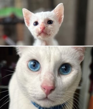 Illustration de l'article : 15 photos de chats méconnaissables après leur sauvetage qui réchaufferont le cœur de tous les amoureux des félins