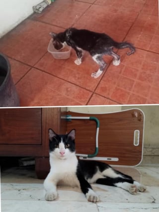 Illustration de l'article : 15 photos de chats méconnaissables après leur sauvetage qui réchaufferont le cœur de tous les amoureux des félins