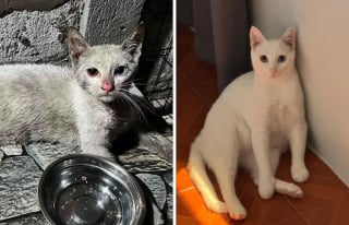 Illustration de l'article : 15 photos de chats méconnaissables après leur sauvetage qui réchaufferont le cœur de tous les amoureux des félins