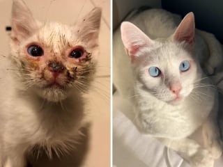 Illustration de l'article : 15 photos de chats méconnaissables après leur sauvetage qui réchaufferont le cœur de tous les amoureux des félins