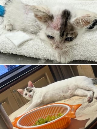 Illustration de l'article : 15 photos de chats méconnaissables après leur sauvetage qui réchaufferont le cœur de tous les amoureux des félins