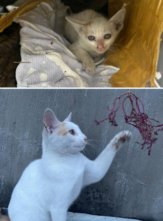 Illustration de l'article : 15 photos de chats méconnaissables après leur sauvetage qui réchaufferont le cœur de tous les amoureux des félins