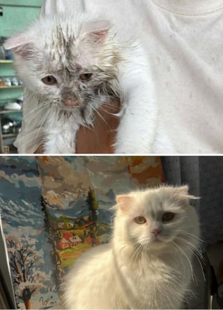 Illustration de l'article : 15 photos de chats méconnaissables après leur sauvetage qui réchaufferont le cœur de tous les amoureux des félins