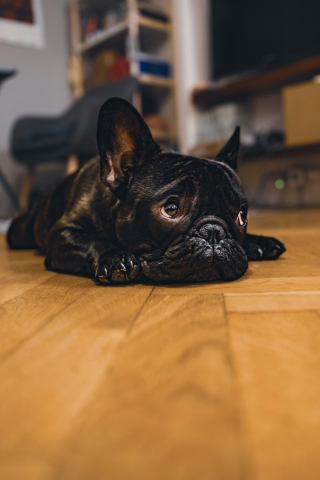 Illustration de l'article : Pourquoi votre chien a-t-il un regard coupable après avoir commis une « bêtise » ? Une scientifique répond à la question