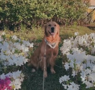 Illustration de l'article : Une Golden Retriever incapable de r&eacute;sister &agrave; l&rsquo;eau surprend sa famille en trouvant une mani&egrave;re confortable de rester dans la piscine (vid&eacute;o)