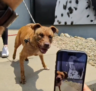 Illustration de l'article : Une Pitbull de refuge aveugle retrouve son &acirc;me de chiot le temps d'une journ&eacute;e sp&eacute;ciale offerte par un b&eacute;n&eacute;vole au grand c&oelig;ur (vid&eacute;o)