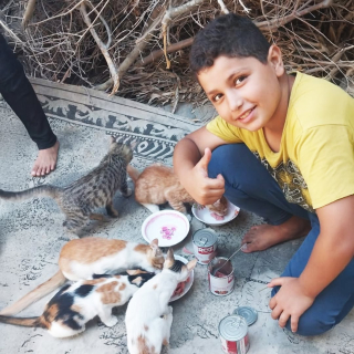 Illustration de l'article : Dans une ville meurtrie par la guerre, un enfant consacre ses journées à aider les animaux abandonnés (vidéo)
