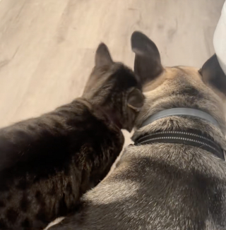 Illustration de l'article : « Elle a décidé d'être courageuse pour lui », une chatte habituellement effrayée par l’orage réconforte son ami chien apeuré (vidéo)