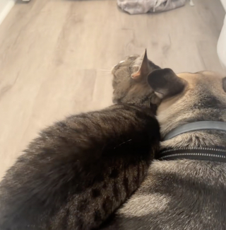 Illustration de l'article : « Elle a décidé d'être courageuse pour lui », une chatte habituellement effrayée par l’orage réconforte son ami chien apeuré (vidéo)