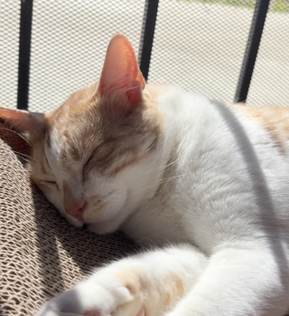 Illustration de l'article : Blessé et perdu, un chat errant apparaît sur le balcon d’une inconnue et voit sa vie changer à jamais (vidéo)