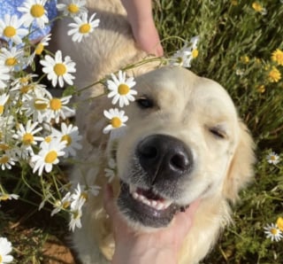 Illustration de l'article : 17 photos attendrissantes de chiots qui découvrent les petits bonheurs de l’existence