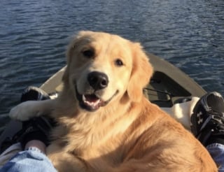 Illustration de l'article : 17 photos attendrissantes de chiots qui découvrent les petits bonheurs de l’existence