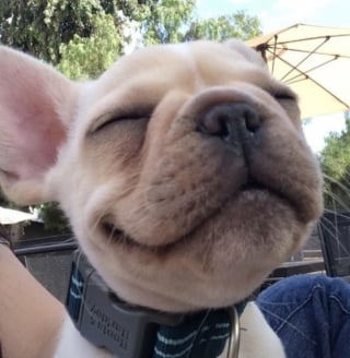 Illustration de l'article : 17 photos attendrissantes de chiots qui découvrent les petits bonheurs de l’existence