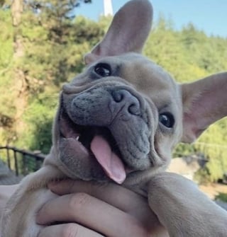 Illustration de l'article : 17 photos attendrissantes de chiots qui découvrent les petits bonheurs de l’existence