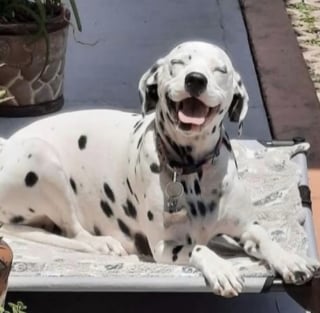 Illustration de l'article : 17 photos attendrissantes de chiots qui découvrent les petits bonheurs de l’existence