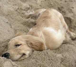 Illustration de l'article : 17 photos attendrissantes de chiots qui découvrent les petits bonheurs de l’existence