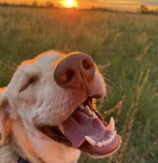 Illustration de l'article : 17 photos attendrissantes de chiots qui découvrent les petits bonheurs de l’existence