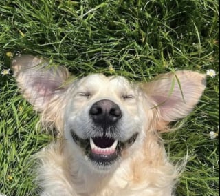Illustration de l'article : 17 photos attendrissantes de chiots qui découvrent les petits bonheurs de l’existence