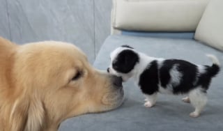 Illustration de l'article : 17 photos attendrissantes de chiots qui découvrent les petits bonheurs de l’existence