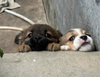 Illustration de l'article : 17 photos attendrissantes de chiots qui découvrent les petits bonheurs de l’existence