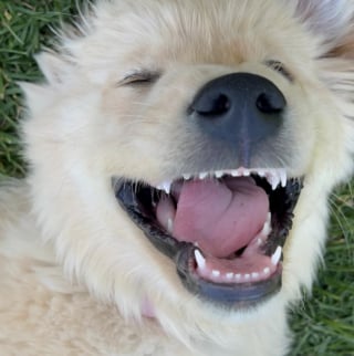Illustration de l'article : 17 photos attendrissantes de chiots qui découvrent les petits bonheurs de l’existence