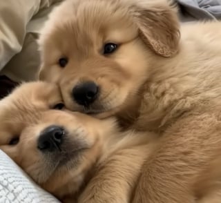 Illustration de l'article : 17 photos attendrissantes de chiots qui découvrent les petits bonheurs de l’existence