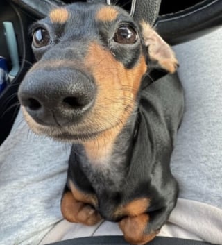 Illustration de l'article : 17 photos attendrissantes de chiots qui découvrent les petits bonheurs de l’existence
