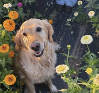Illustration de l'article : 17 photos attendrissantes de chiots qui découvrent les petits bonheurs de l’existence