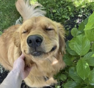 Illustration de l'article : 17 photos attendrissantes de chiots qui découvrent les petits bonheurs de l’existence