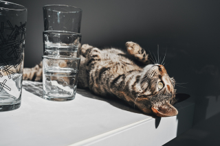 Illustration de l'article : Id&eacute;e re&ccedil;ue : la p&acirc;t&eacute;e &agrave; elle seule suffit-elle &agrave; hydrater votre chat ?