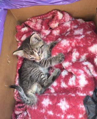 Illustration de l'article : Alerté par des miaulements, il offre un nouveau départ à un chaton de 4 semaines terrifié et malade caché dans un trou d'arbre