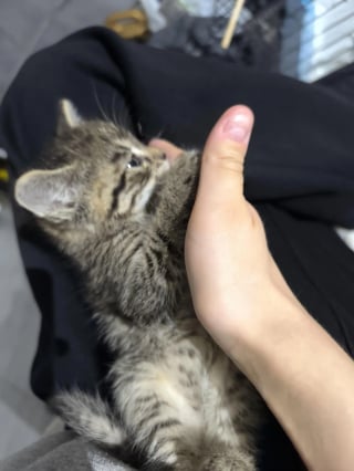 Illustration de l'article : Alerté par des miaulements, il offre un nouveau départ à un chaton de 4 semaines terrifié et malade caché dans un trou d'arbre