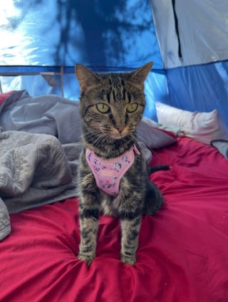 Illustration de l'article : Après 40 jours d'angoisse, une chatte perdue en camping en pleine nature et à 1800 km de chez elle est retrouvée indemne