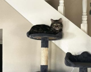 Illustration de l'article : Après 40 jours d'angoisse, une chatte perdue en camping en pleine nature et à 1800 km de chez elle est retrouvée indemne