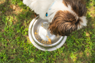 Illustration de l'article : Pourquoi votre chien mange-t-il le contenu de sa gamelle en quelques secondes sans mâcher ?