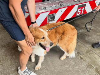Illustration de l'article : Les pompiers recueillent un chien perdu, constatent qu'il est pucé et le rendent sain et sauf à sa famille