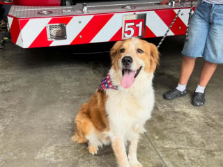 Illustration de l'article : Les pompiers recueillent un chien perdu, constatent qu'il est pucé et le rendent sain et sauf à sa famille