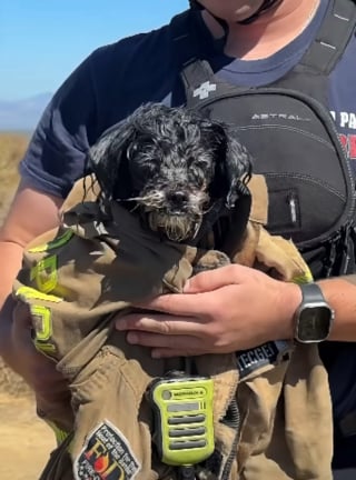Illustration de l'article : Un chien perdu depuis 2 semaines est retrouvé dans un marais alors qu'il nage entouré de mouettes et sauvé grâce à un hydroglisseur