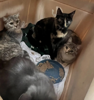 Illustration de l'article : Partis faire leurs courses ils trouvent et sauvent 15 chats abandonn&eacute;s dans des cages de transport devant un magasin