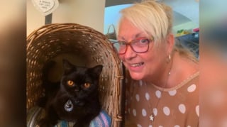 Illustration de l'article : Percuté puis coincé 6 jours sous un conteneur, un British Shorthair est finalement sauvé par une chienne de détective animalier