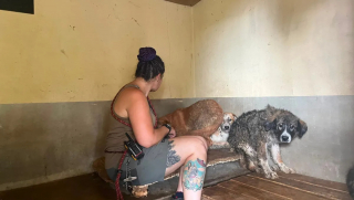 Illustration de l'article : En Mayenne (53), 4 chiens n’ayant jamais connu l’extérieur commencent une nouvelle vie grâce à l’intervention de la SPA