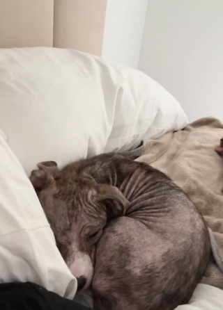 Illustration de l'article : Reconnaissante d’être soignée et aimée, cette chienne atteinte d’une infection de la peau ne peut s’empêcher de câliner sa bienfaitrice (vidéo)