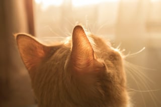 Illustration de l'article : Les chats peuvent-ils attraper des coups de soleil ?
