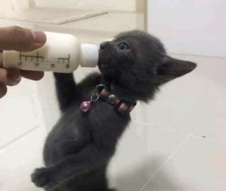 Illustration de l'article : 14 photos qui montrent que les chats peuvent semer le chaos tout en nous attendrissant