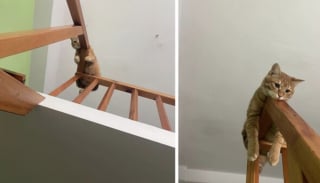 Illustration de l'article : 14 photos qui montrent que les chats peuvent semer le chaos tout en nous attendrissant